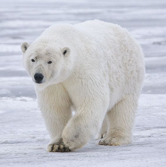 The Amazing Arctic Animals of Greenland