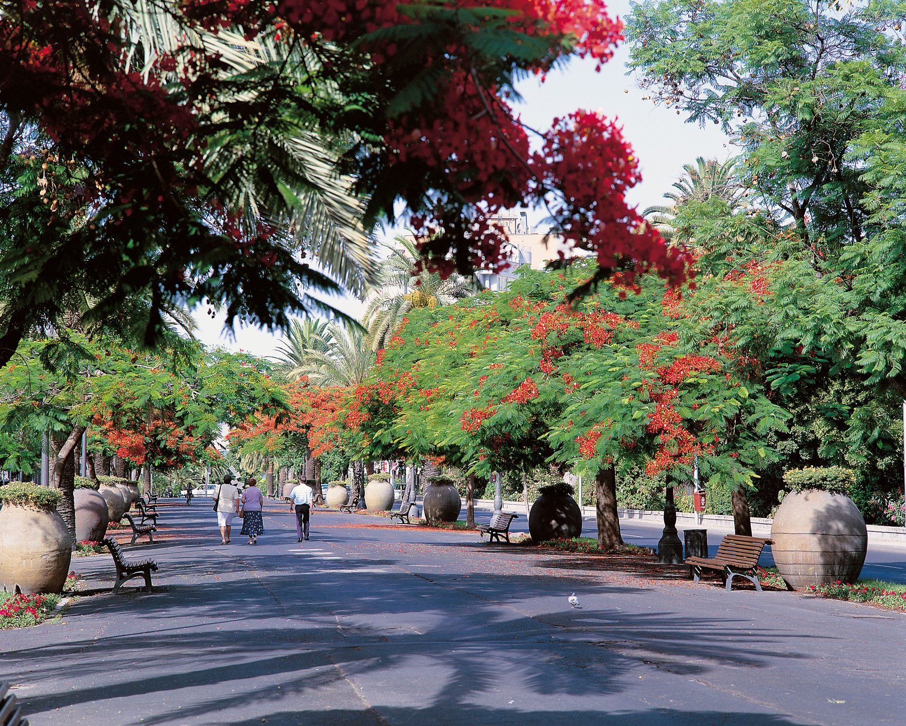 Tenerife North