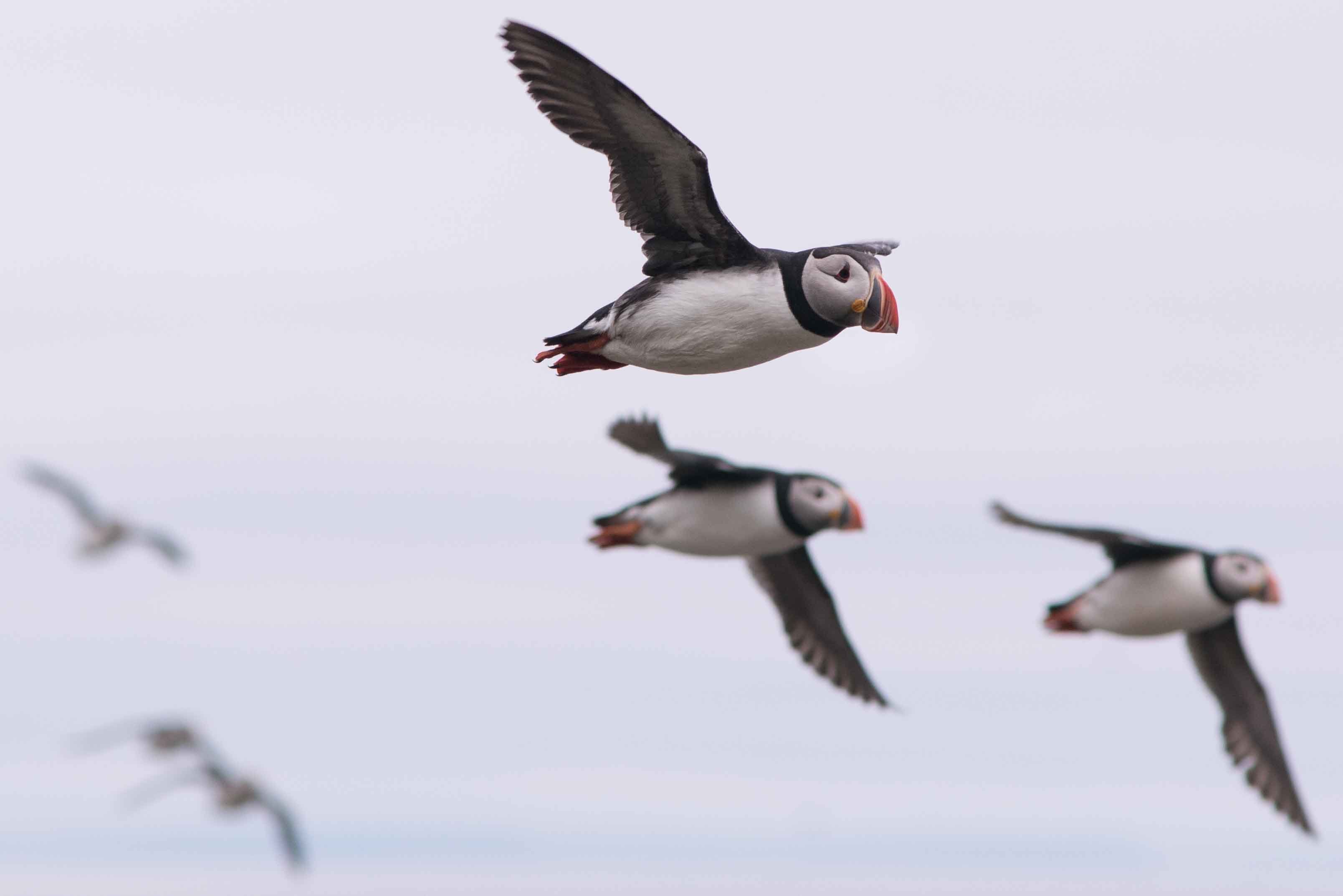 all about puffins all about puffins