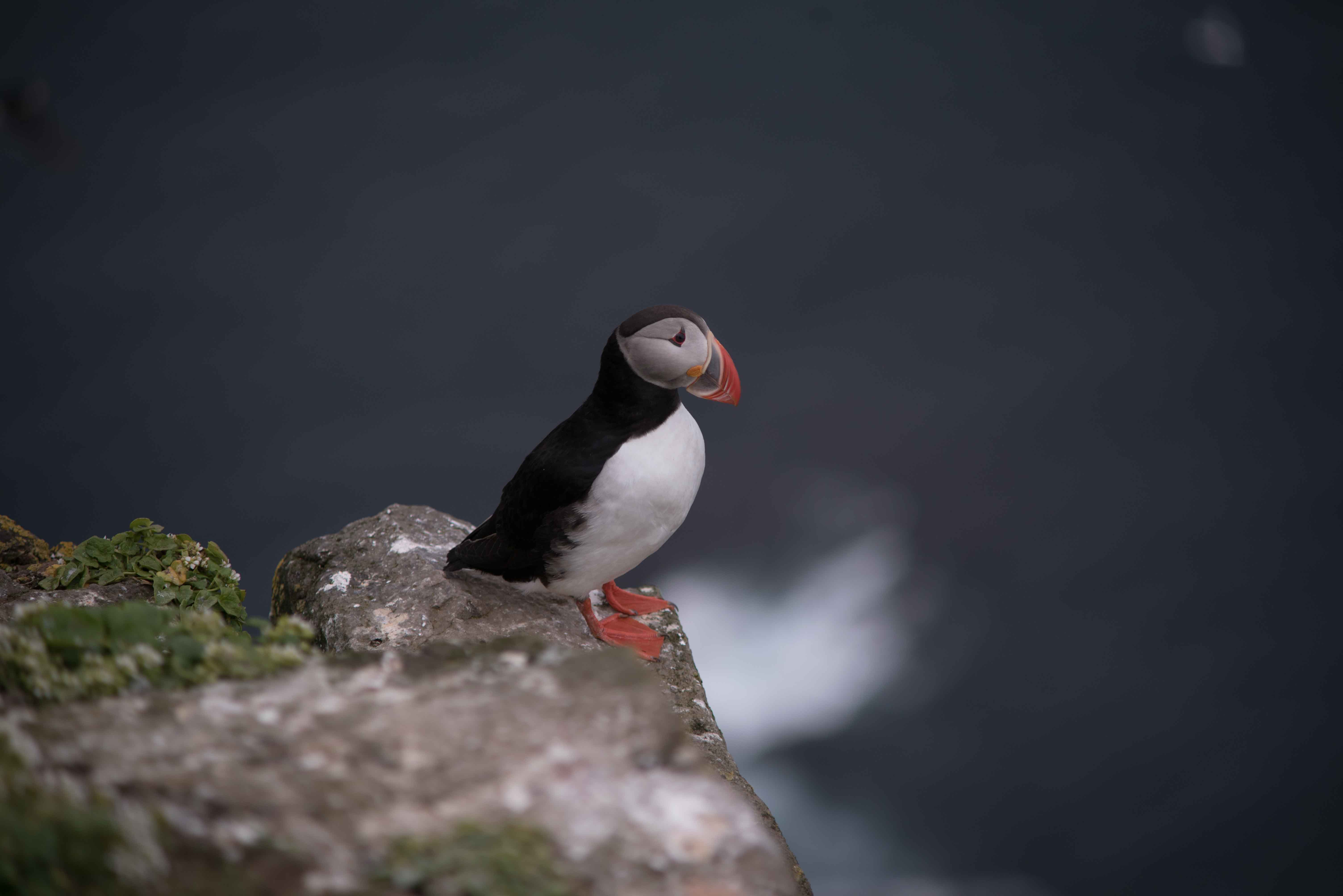 all about puffins all about puffins