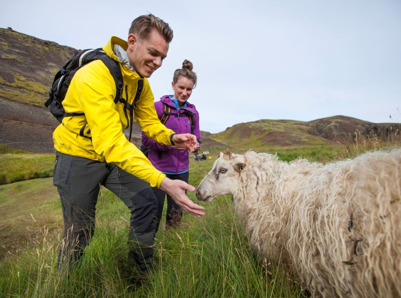 Icelandic Sheep