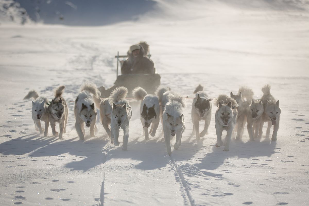 Dogs on a Dogsledding Trip near Ilulissat, Easter in Greenland