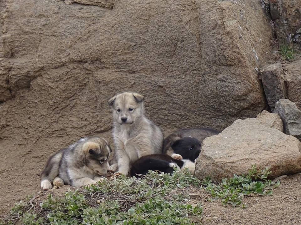 Puppies in Tasiilaq
