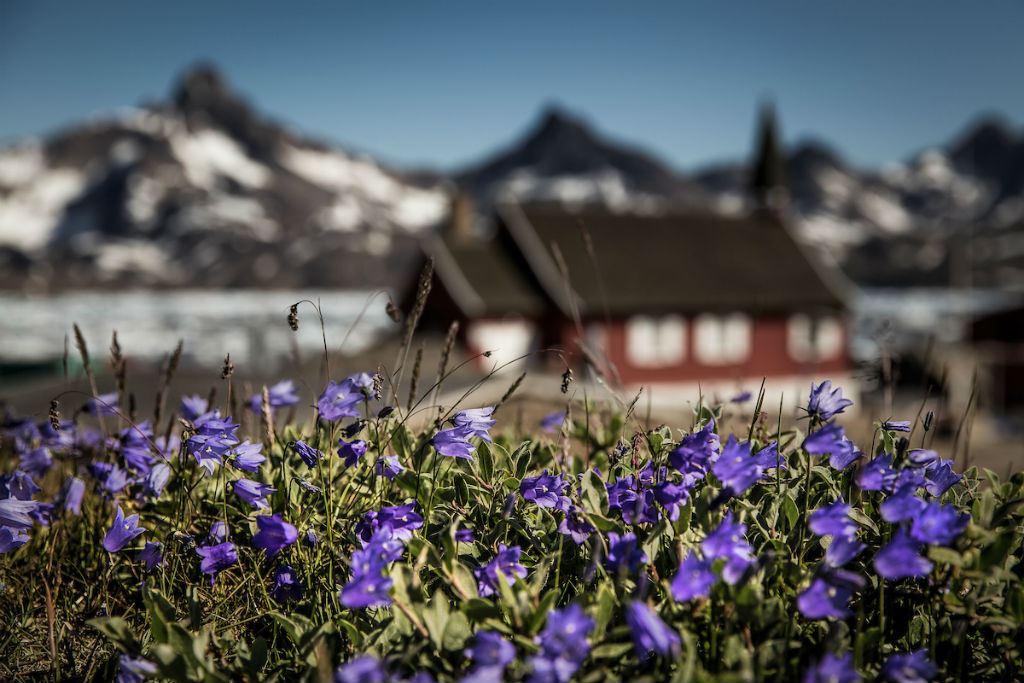 Flowers in front of Tasiilaq museum