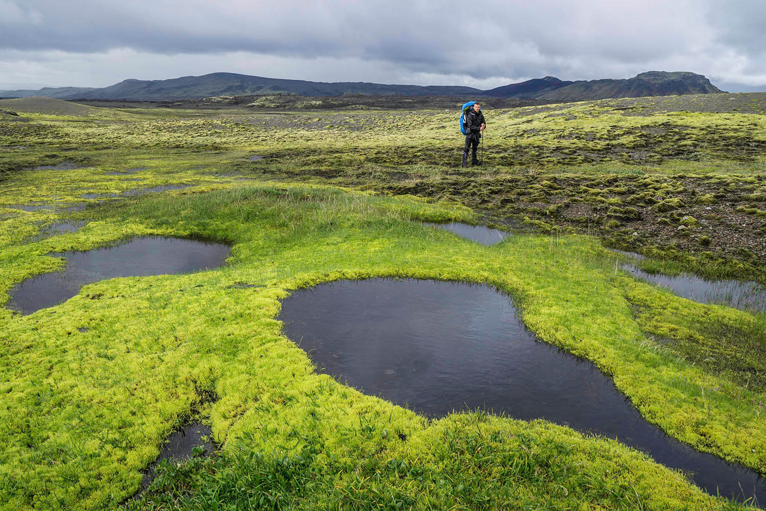Very green moss