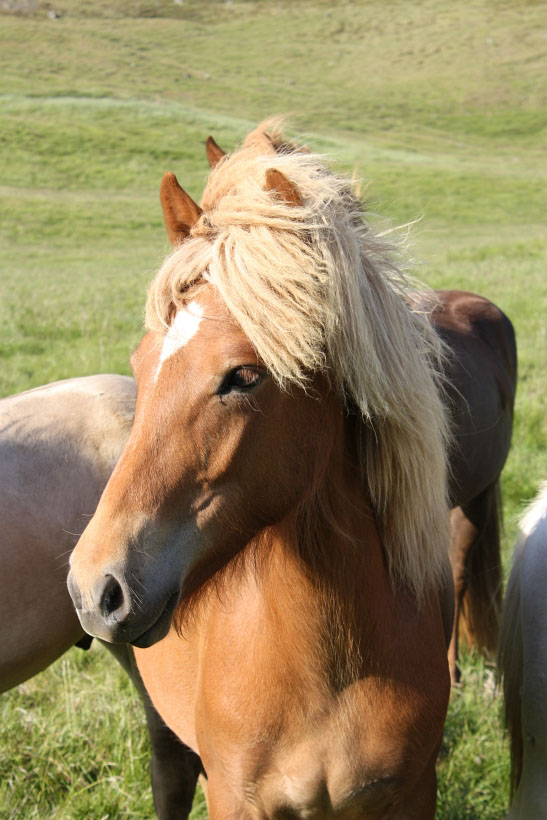 An Icelandic horse
