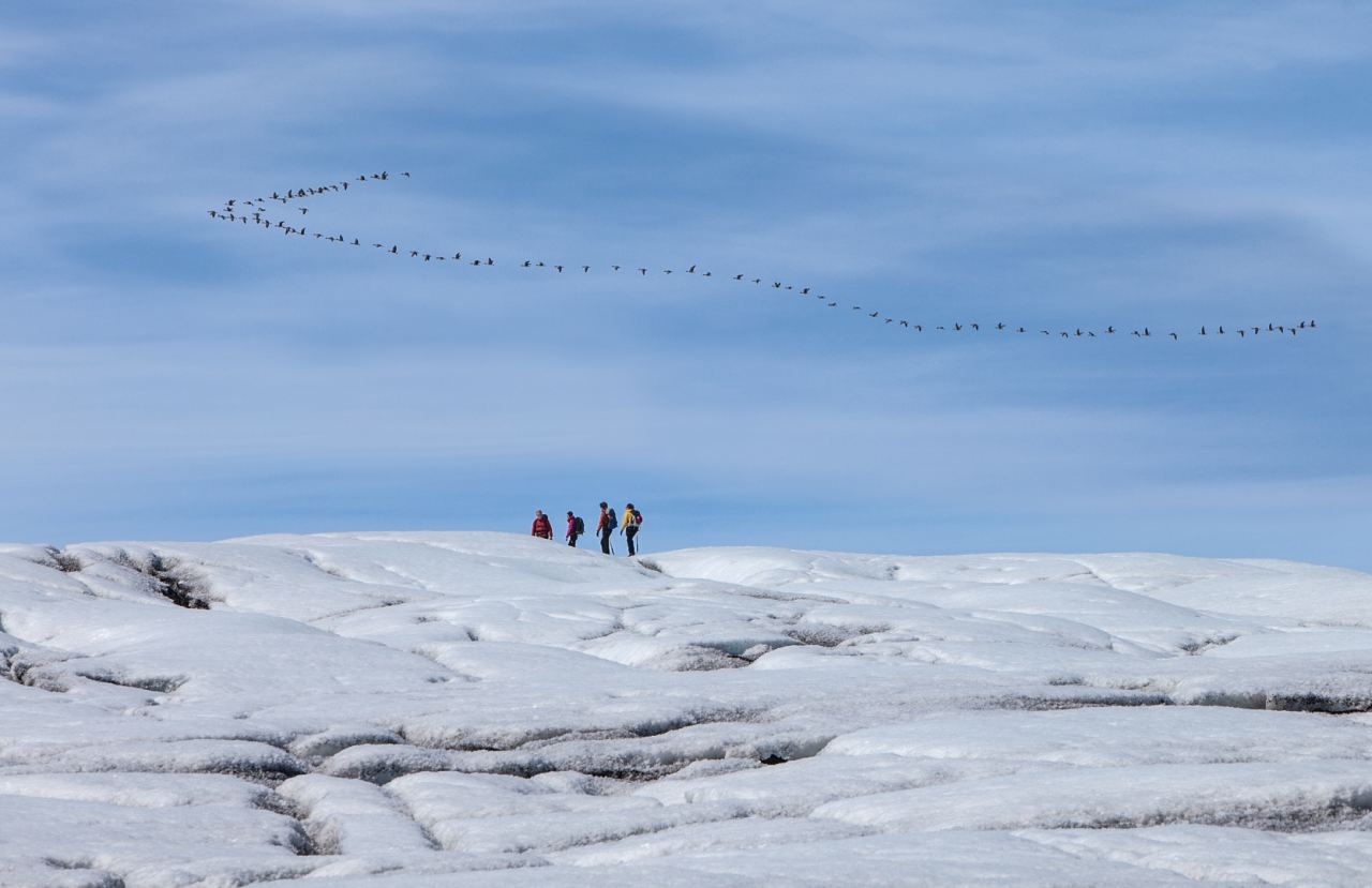 Flock of geese flying over the glaicer