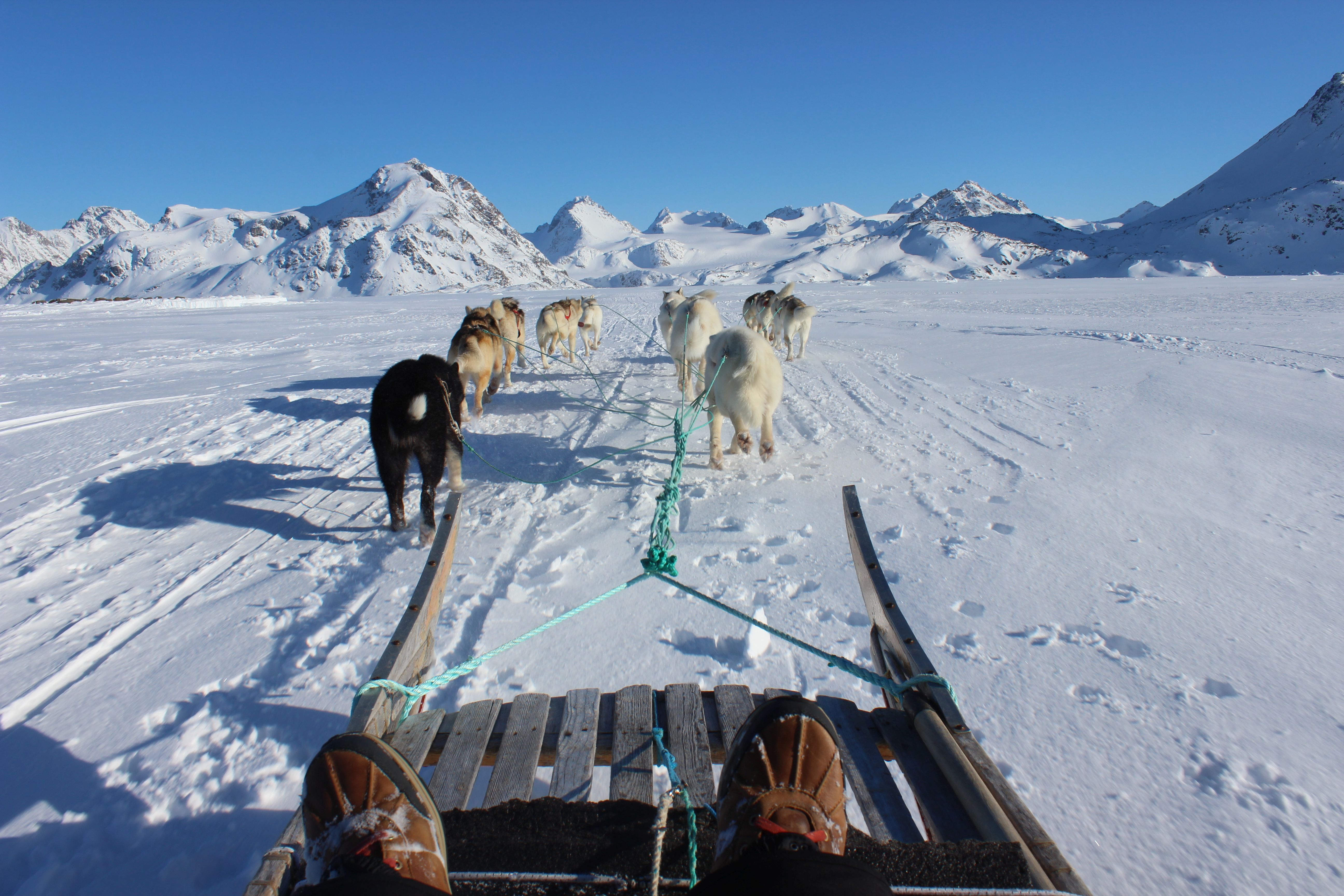 Dogsledding to the Glacier in Greenland
