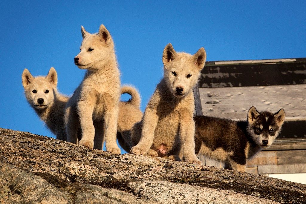 Sled Dog Puppies
